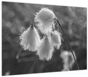 Tablou pe sticlă - Iarba de bumbac (70x50 cm)