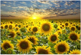 Tablou - Floarea-soarelui la apus de soare (90x60 cm)