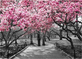 Tablou copacului magnolie (70x50 cm)