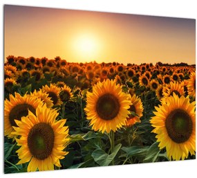 Tablou - Floarea soarelui (70x50 cm)