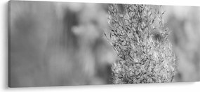 Tablou - Iarbă de pampas Boho (120x50 cm)