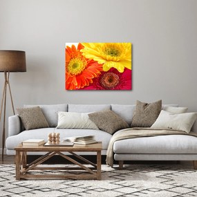 Tablou - Flori Gerbery (70x50 cm)