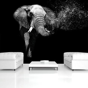 Fototapet - Elefant (254x184 cm)