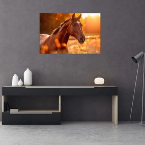 Tablou - Cal în apus de soare (90x60 cm)