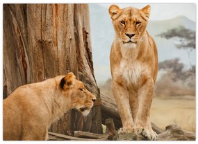 Tablou - două leoaice (70x50 cm)