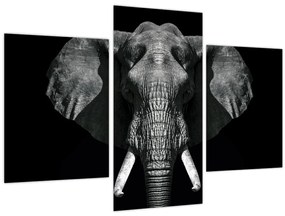 Tablou - Elefant pe fundal negru (90x60 cm)