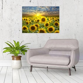 Tablou pe sticlă - Floarea-soarelui la apus de soare (70x50 cm)