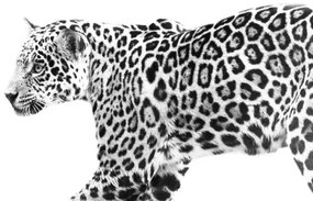 Fotografie jaguar, Eric Schaeffer