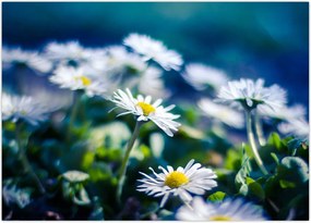 Tablou - Margarete (70x50 cm)