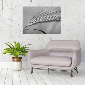 Tablou - Grâu,alb-negru (70x50 cm)