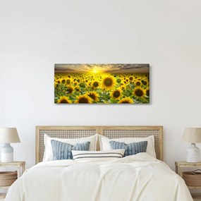 Tablou - Floarea-soarelui la apus de soare (120x50 cm)