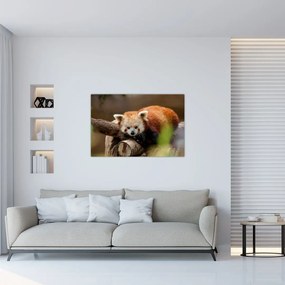 Tablou cu panda roșie (90x60 cm)