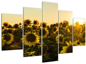 Tablou cu lan de floarea soarelui (150x105 cm)
