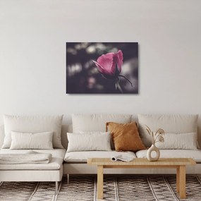 Tablou pe sticlă - Detaliu florii de trandafir (70x50 cm)