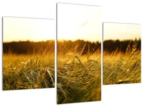 Tablou iarba cu rouă (90x60 cm)