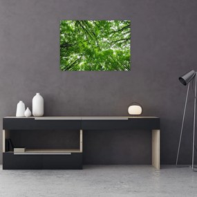 Tablou pe sticlă - privire în coroanele pomilor (70x50 cm)