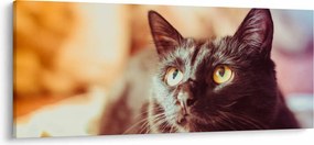 Tablou pisica neagră (120x50 cm)