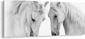 Tabou - Cai albi (120x50 cm)