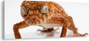 Tablou cu șopârlă (120x50 cm)