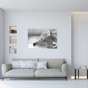 Tablou - Lup,alb-negru (90x60 cm)