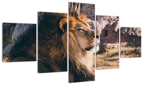 Tablou cu leul dormind (125x70 cm), în 40 de alte dimensiuni noi