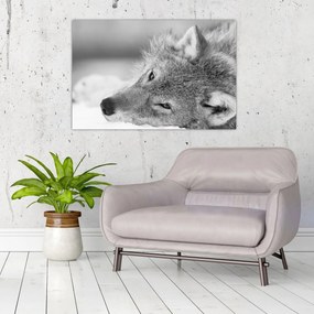 Tablou - Lup,alb-negru (90x60 cm)