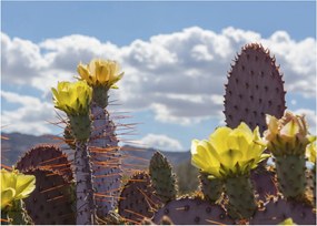 Tablou pe sticlă cu floarea de cactus Opunție (70x50 cm)