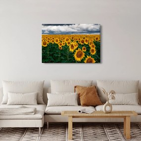 Tablou câmpului de floarea soarelui (90x60 cm)