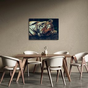 Tablou - Tigrul Siberian (70x50 cm)