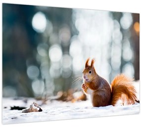 Tablou - Veveriță (70x50 cm)