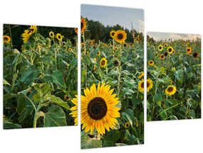 Tablou - Câmpul de floarea-soarelui II. (90x60 cm)