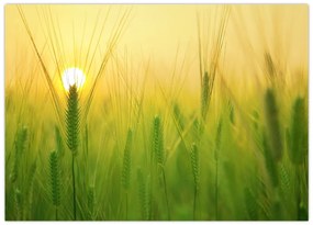 Tablou pe sticlă - Câmp cu cereale (70x50 cm)