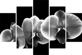 Tablou floare de orhidee (150x105 cm)