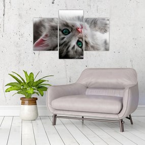Tablou - Pisica cu ochi verzi (90x60 cm)