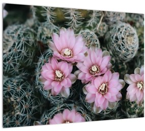 Tablou pe sticlă floare de cactus (70x50 cm)