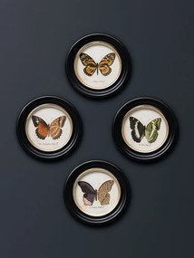 Set 4 tablouri cu fluturi, cu rama din lemn de pin, Butterfly