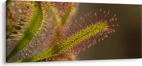 Tablou cu plantă (120x50 cm)