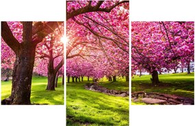 Tablou - Cireși înfloriți, Hurd Park, Dover, New Jersey (90x60 cm)