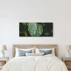 Tablou - picături pe frunză (120x50 cm)