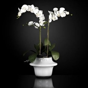 Aranjament floral ATOLLO 2 WITH PHALENOPSIS MEDIUM 1141262.95