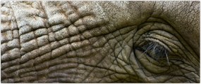 Tablou - Prim-planul ochiului de elefant vechi (120x50 cm)