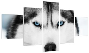 Tablou cu câine Husky (125x70 cm), în 40 de alte dimensiuni noi