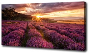 Imprimare tablou canvas Câmp de lavandă