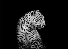 Tablou pe sticlă - Leopardul (70x50 cm)