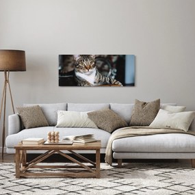 Tablou cu pisica (120x50 cm)