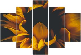 Tablou - Floarea-soarelui în fundal negru (150x105 cm)