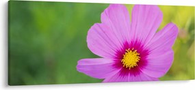Tablou - floare de câmp (120x50 cm)