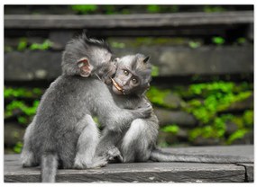 Tablou - maimuțica (70x50 cm)