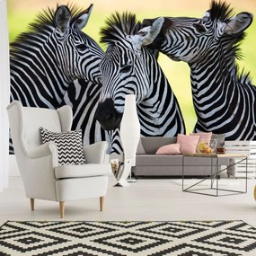 Fototapet - Trei zebre vesele (152,5x104 cm)