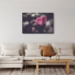 Tablou - Detaliu florii de trandafir (90x60 cm)